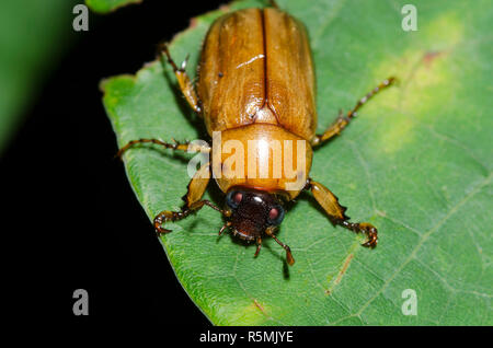 Mascherati, Chafer Cyclocephala sp. Foto Stock