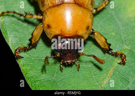 Mascherati, Chafer Cyclocephala sp. Foto Stock