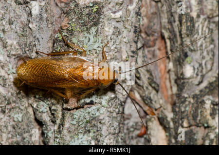 Legno Fulvous scarafaggio, Parcoblatta fulvescens, su un tronco di albero Foto Stock