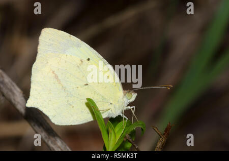 Giallo messicano, Abaeis mexicana Foto Stock