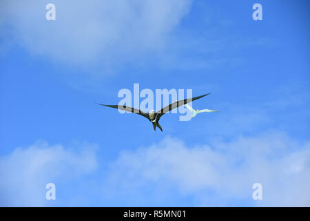 Frigate Bird e gull in Polinesia francese Foto Stock