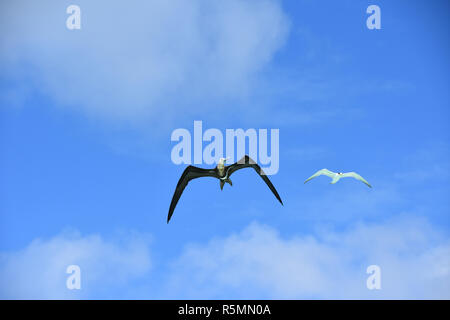 Frigate Bird e gull in Polinesia francese Foto Stock