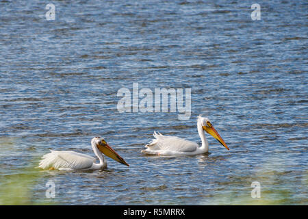 Americano bianco Pellicano (Pelecanus Erythrorhynchos) nuoto Foto Stock