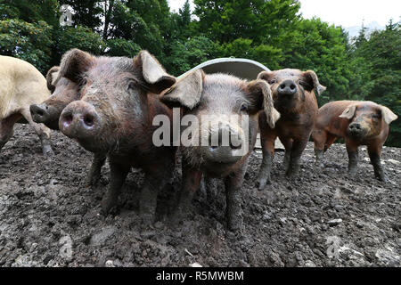 Giovani suini marrone in free range. suini di sentirsi a proprio agio nel fango Foto Stock