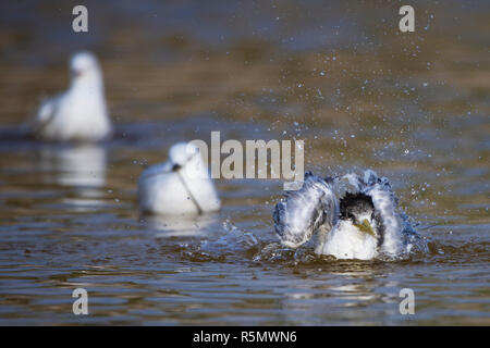 Crested tern sterna bergii in acqua spruzzi moore river national park Australia occidentale Foto Stock