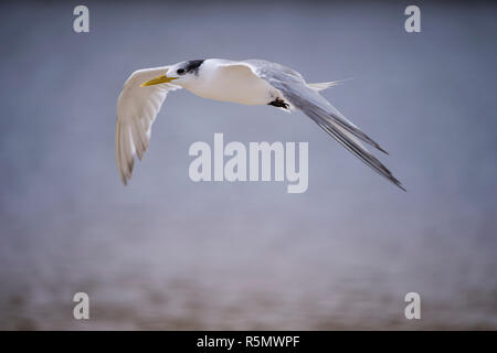 Crested tern sterna bergii in volo oltre oceano isola dei pinguini riserva naturale del Western Australia Foto Stock