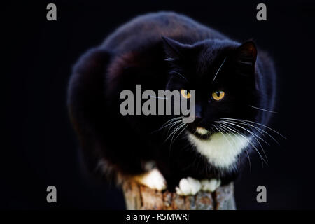 Domestico gatto nero con il bianco mento ritratto seduto sul palo da recinzione Foto Stock