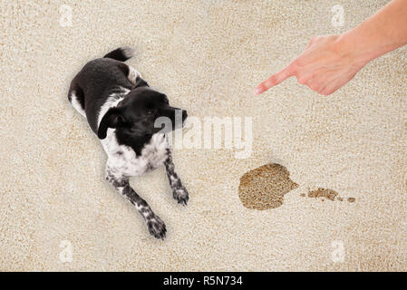 Persona Scolding cane Foto Stock