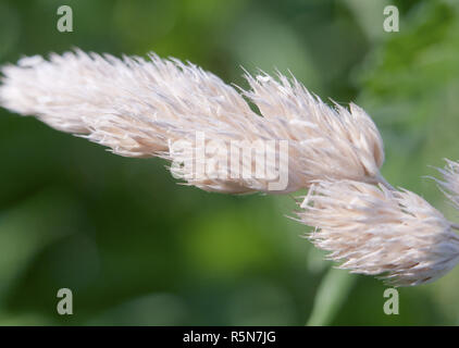 In prossimità di una parte superiore della lama di bianco soffice erba macro crescente Foto Stock