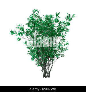 3D Rendering Oleandro Bush con fiori su bianco Foto Stock