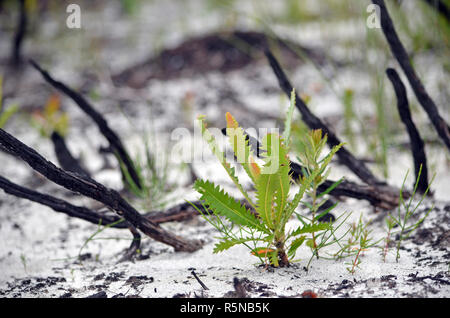 Piccolo Banksia serrata Vivaio Coltivazione in suolo sabbioso in heath nella parte anteriore del bruciato e annerito le filiali a seguito di una bushfire. Il Royal National Park, NSW