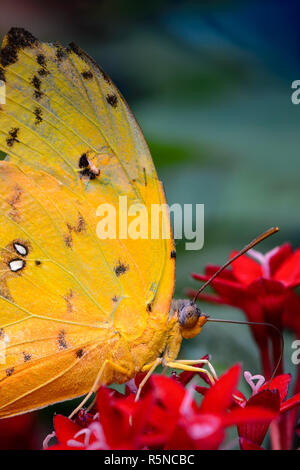 Schmettterling esotici si siede di fronte a blossom Foto Stock