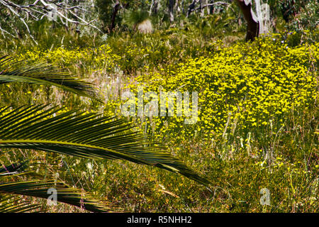 Molla nativi Australiani fiori selvatici nel Parco Boyagin Foto Stock