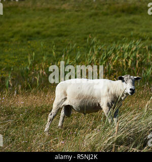 Su tinnum sylt Foto Stock