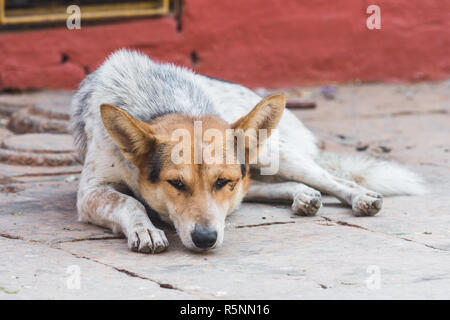Cane vagato sdraiato nelle strade di Kathmandu, Nepal Foto Stock
