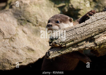 Lontra europea famiglia (Lutra lutra) Foto Stock