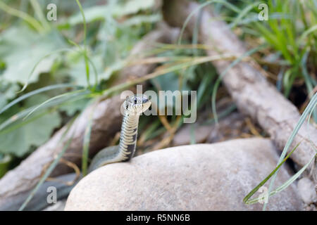 Biscia dal collare (Natrix natrix) close up Foto Stock