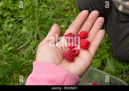 Ripe rosso lampone nelle mani delle donne, tiene fuori gli acini nel palmo del tuo bambino Foto Stock