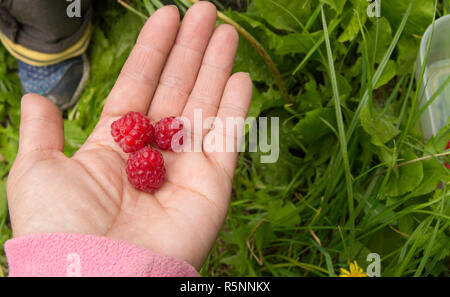 Ripe rosso lampone nelle mani delle donne, tiene fuori gli acini nel palmo del tuo bambino Foto Stock