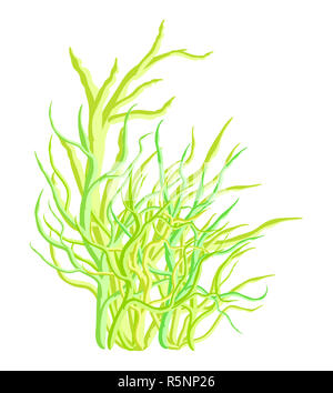 Vettore di alghe icona simbolo di design. Bella illustrazione isolati su sfondo bianco Foto Stock