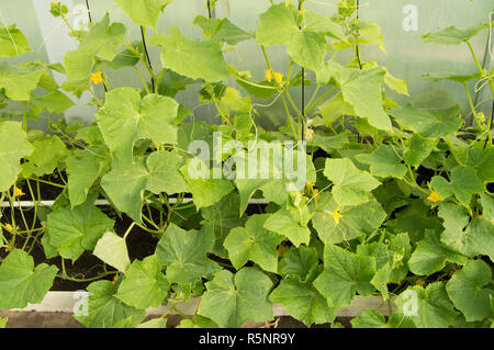 Germogli verdi di cetrioli, i fiori e i giovani cetrioli, crescendo i cetrioli di serra Foto Stock