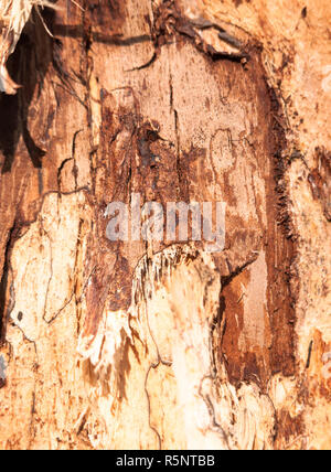 Close up texture di cortecce di legno su albero tagliato in Foto Stock