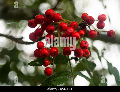 Mazzetto di lussureggianti acqua bagnato gocce di rugiada red rowan bacche su albero Sorbus aucuparia Foto Stock