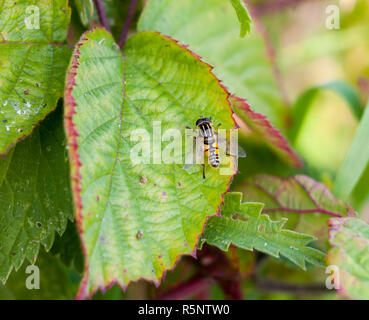 Bella testa morta hover fly Myathropa florea Foto Stock
