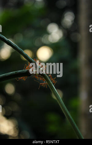 Foto di un esercito di formiche su una pianta verde con un bokeh sfondo. Foto Stock