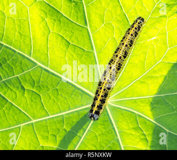 Caterpillar di un cavolo butterfly Foto Stock