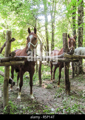 I cavalli in legno. La manutenzione dei cavalli Foto Stock