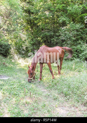 I cavalli in legno. La manutenzione dei cavalli Foto Stock