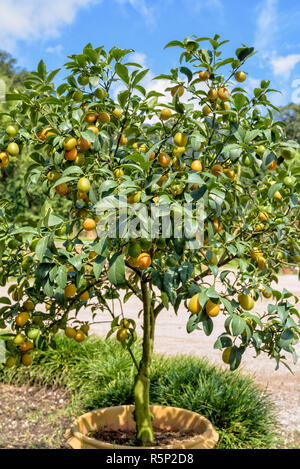 Frutta arancione sulla struttura ad albero Foto Stock