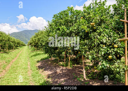 Aranceto in Thailandia Foto Stock