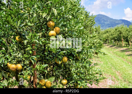 Aranceto in Thailandia Foto Stock