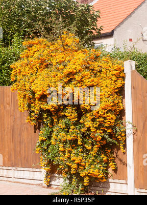Orange rowan bacche tree che pende sulla parte anteriore giardino recinto Foto Stock