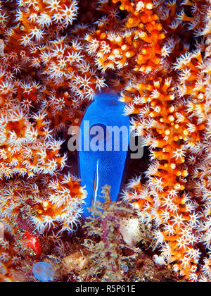 Blue Sea squirt Rhopalaea crassa), tra i polipi di un rosso seafan (Gorgonacea), Tubbataha National Park, PALAWAN FILIPPINE Foto Stock