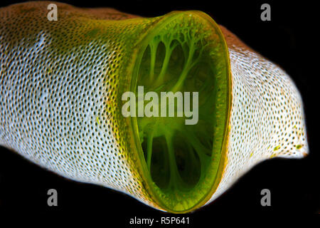 Tall urna ascidian, canna verde mare squirt o verde mare reef-squirt (Didemnum molle), vista dentro, Sulawesi, Indonesia, pacifico, in Asia Foto Stock