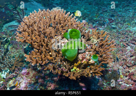 Tall urna ascidian, canna verde mare squirt o verde mare reef-squirt (Didemnum molle), su una pietra corallo (Scleractinia), a Sulawesi, Indonesia Foto Stock