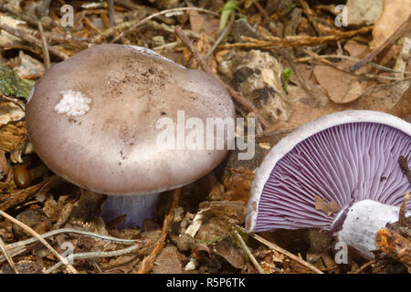 Legno - Blewit Lepista nuda funghi di bosco con il lato inferiore del cappuccio che mostra le branchie Foto Stock