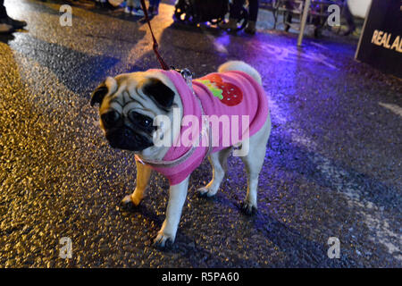 Princes Risborough, UK. Il 1 dicembre del 2018. Pug in un ponticello a Princes Risborough le luci di Natale accendere 1 Dic 2018. UK Credit: Susie Kearley/Alamy Live News Foto Stock