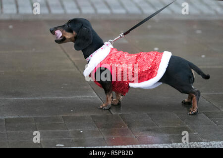 Animali in abiti a Liverpool, Merseyside, Regno Unito. 2 Novembre 2018. BTR Liverpool Santa Dash cane. Gli animali di Merseyside celebrano il ritorno della più grande corsa festiva del Regno Unito, la 5K. L'evento festivo ha continuato a crescere con la partecipazione di 10,000 runner, Red, Blue e Santas quest'anno. Il percorso ha preso il Daschound Santas in tutta la città, prima di attraversare la linea di arrivo fuori del municipio. Foto Stock