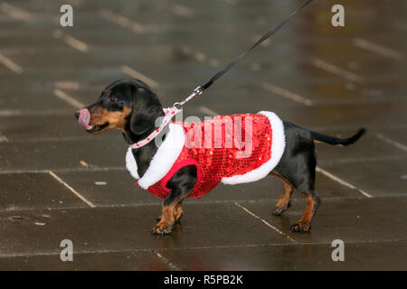 Animali in abiti a Liverpool, Merseyside, Regno Unito. 2 Novembre 2018. BTR Liverpool Santa Dash cane. Gli animali di Merseyside celebrano il ritorno della più grande corsa festiva del Regno Unito, la 5K. L'evento festivo ha continuato a crescere con la partecipazione di 10,000 runner, Red, Blue e Santas quest'anno. Il percorso ha preso il Daschound Santas in tutta la città, prima di attraversare la linea di arrivo fuori del municipio. Foto Stock