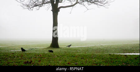 Tre corvi neri sull'erba sotto un inverno sfrondato tree, e dietro di loro tutti nebbia in un losco atmosferica etereo morbido foto con un sacco di spazio Foto Stock