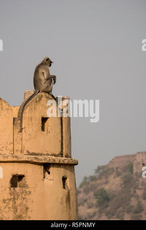 Langur grigio seduto su Jaigarh Fort in Amer, Jaipur, Rajasthan, India Foto Stock