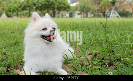 Pomerania bianco seduta sul prato verde Foto Stock