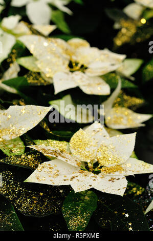 White Poinsettia piante con brillantini Foto Stock