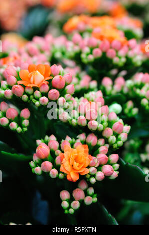 Kalanchoes in un garden center Foto Stock