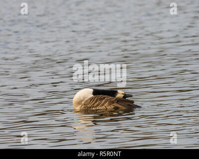 Canada Goose ( Branta canadensis ) Preening sulle sponde di un lago in inverno Foto Stock