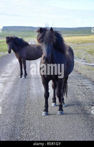 In zone remote dell'Islanda si possono aspettarsi free running horses, anche sulla strada di ghiaia. Qui ci sono due cavalli neri permanente sulla strada. Foto Stock